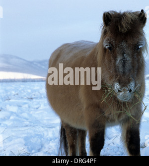 Siberian horse in Oymyakon (coldest village on earth) in January Stock Photo