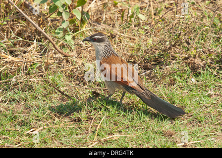 White-browed coucal (Centropus superciliosus) foraging on the ground Stock Photo