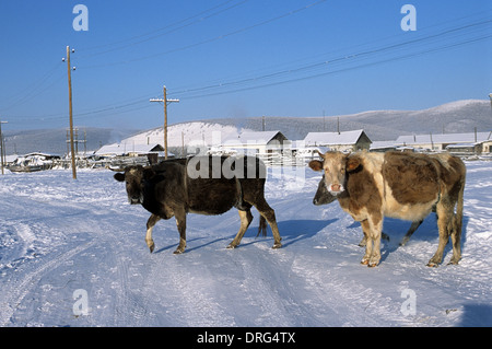 Cows in Oymyakon (coldest village on earth) in January Stock Photo