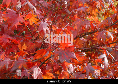 Glorious red autumn tints of Acer palmatum...