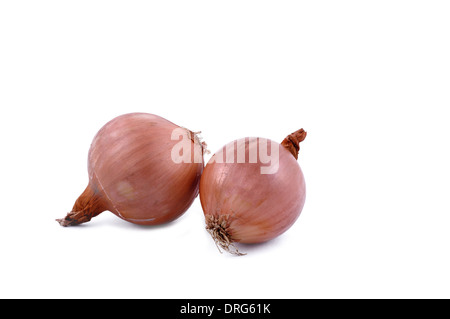 two large onion bulb on white background. Horizontal studio shot Stock Photo