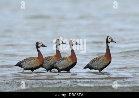 White-faced whistling duck (Dendrocygna viduata). Group of four in shallow water. Stock Photo