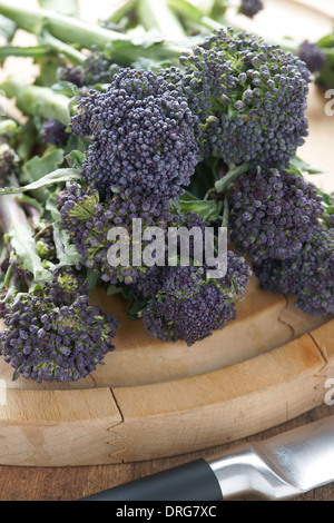 Purple sprouting broccoli a winter vegetable high in nutrients Stock Photo