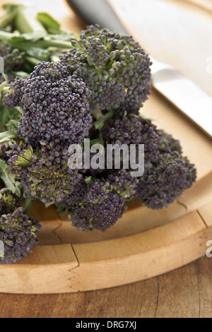 Purple sprouting broccoli a winter vegetable high in nutrients Stock Photo