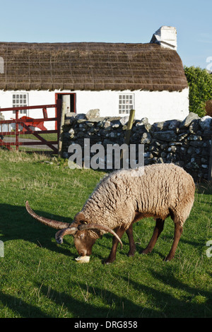 Loghtan sheep and Harry Kelly's cottage, Cregneash Folk Museum, Isle of Man Stock Photo