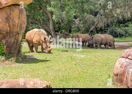 Rhinoceroses in the Animal Kingdom in Walt Disney World in Florida. Stock Photo