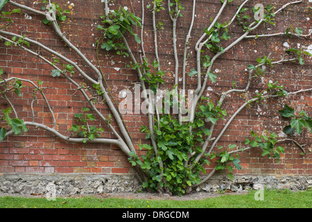 Fig Tree (Ficus caria). Growing in an estate walled garden. Several trunks from a single root stocks, trained up a wall. Stock Photo