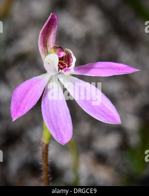 Pink Finger Orchid macro. Stock Photo