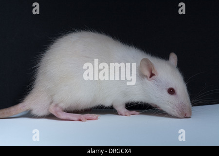 White, albino, Domestic Rat (Rattus norvegicus). Lacking melanin ...