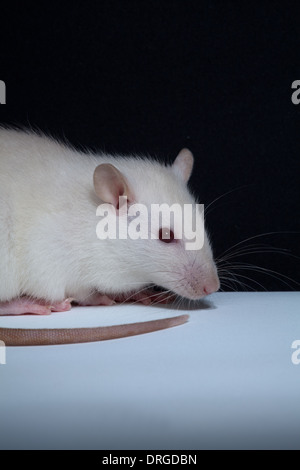 Laboratory rat. Albino brown rat (Rattus norvegicus). This breed of rat ...