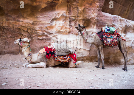 camel in Petra Jordan Stock Photo