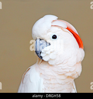 Portrait of a Moluccan Cockatoo (Cacatua moluccensis), or Salmon-crested Cockatoo, with uniform brown background Stock Photo