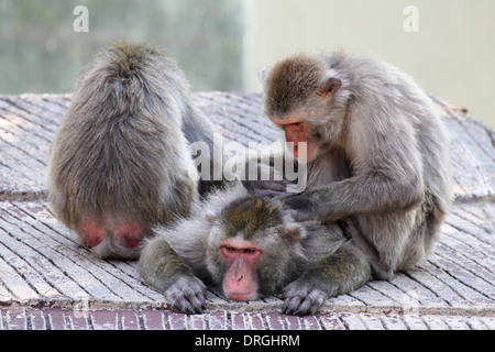 A group of Japanese macaques monkey (Macaca fuscata) grooming and relaxing Stock Photo