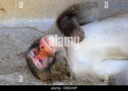 A Japanese macaque monkey (Macaca fuscata) lying and resting Stock Photo
