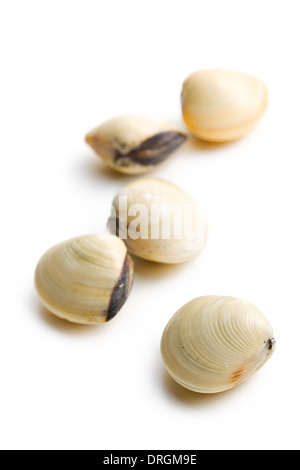 fresh clams on white background Stock Photo