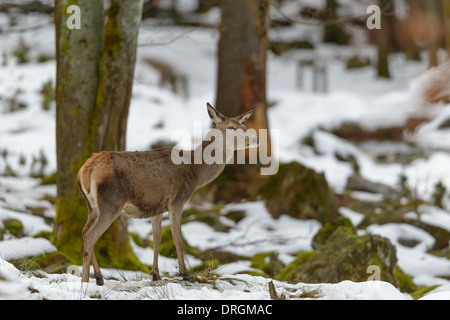Hirschkuh Rothirsch, Cervus elaphus, female red deer