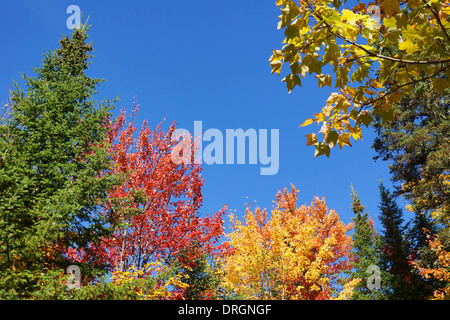 Colorful nature background: red, yellow, green, leaves of the fall forest against bright blue sky Stock Photo