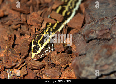 Madagascar girdled lizard or Madagascar plated lizard (Zonosaurus madagascariensis), Madagascar, Africa, Gerrhosauridae Stock Photo