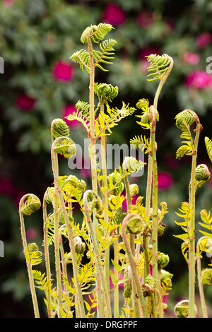 Young fronds of royal fern, Osmunda regalis, unfolding in spring Stock Photo