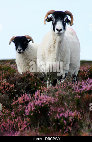 Black-faced sheep on flowering heather (ling) on moorland in the Peak District, Derbyshire, England, UK Stock Photo