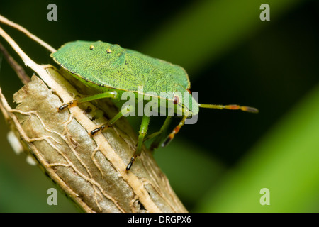 Fourth instar nymph of the green shield bug, Palomena prasina, on a Papaver cambricum seed head in a Plymouth garden Stock Photo