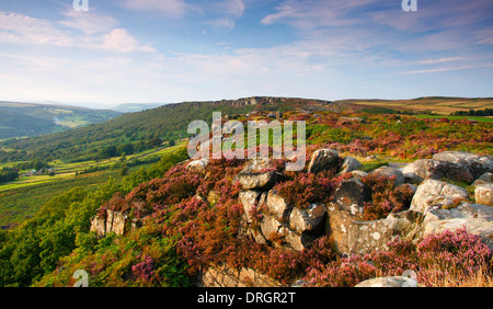 Flowering heather (ling) on Baslow Edge looking to Curbar Edge, Peak District National Park, Derbyshire, UK - summer Stock Photo