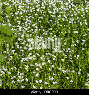 Greater stitchwort flower carpet in the spring Stock Photo