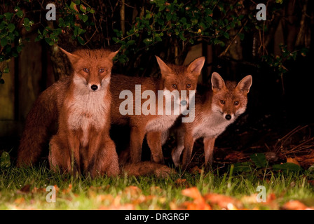 urban red fox cubs Stock Photo