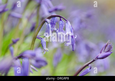 Bluebells in a wood in Cumbria, England. The open lens, provide low depth of field and gives the shot a dreamy effect. Stock Photo