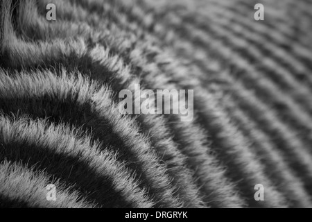 Zebra Stripes with reducing depth of field Stock Photo