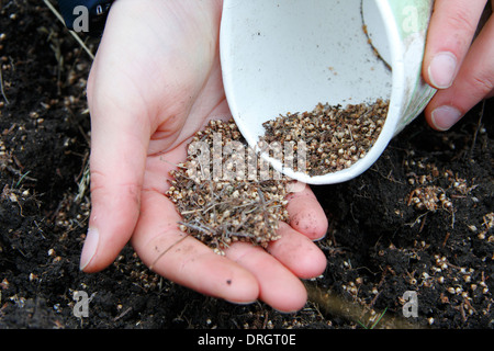 Thousands of dried heather seeds (ling) are planted on Mam Tor's hillside  above Castleton in Derbyshire's Peak District Stock Photo - Alamy