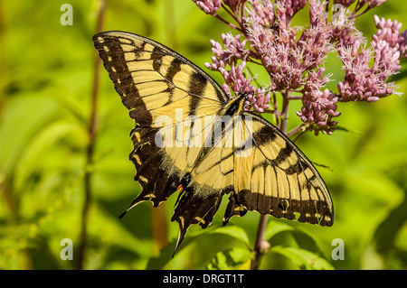Swallowtail Butterfly perched on a flower collecting nectar. Stock Photo