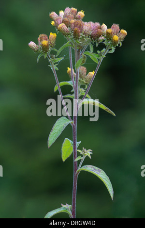 Ploughmans-spikenard (Inula conyzae) flowering Shropshire England UK Europe Stock Photo