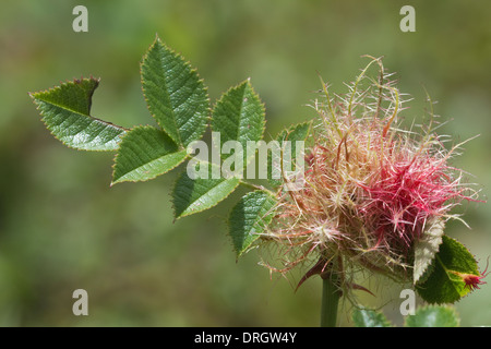 Robin's Pincushion (Diplolepis rosae) gall, on rose stem, Llanymynech Rocks Shropshire Wildlife Trust England UK Europe Stock Photo