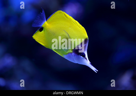 yellow tropical fish swims in aquarium Stock Photo