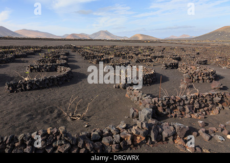 Vines growing in volcanic ash protected by pits and walls called zocos in vineyards of La Geria Lanzarote Canary Islands Spain Stock Photo