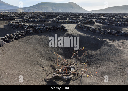 Vines growing in volcanic ash protected by pits and walls called zocos in vineyards of La Geria Lanzarote Canary Islands Spain Stock Photo