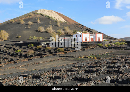 Winery beyond a field of dormant vines growing in volcanic ash protected by walls in a vineyard. La Geria Lanzarote Canary Isles Stock Photo