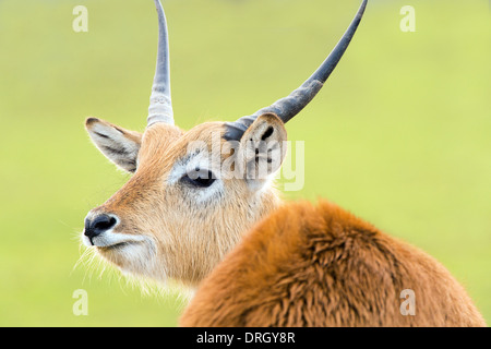 Kafue Flats Lechwe Stock Photo