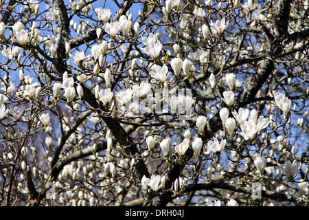 A multitude of flowering magnolias in the formal garden of Castle Drogo,  Drewsteignton, Devon, England, UK. Stock Photo