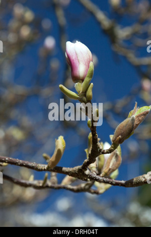 Flowering magnolias in the formal garden of Castle Drogo,  Drewsteignton, Devon, England, UK. Stock Photo
