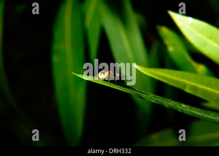 Synema Globosum spider on an oleander Stock Photo