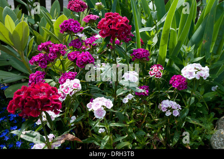 Dianthus barbatus sweet william Stock Photo