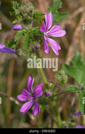 Malva sylvestris - Common Mallow flowers Stock Photo