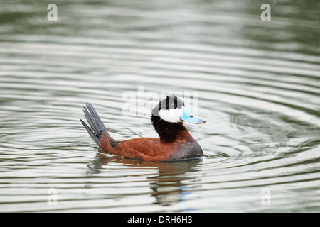 Ruddy Duck swimming in a prairie pond, Alberta, Canada Stock Photo