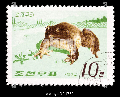 Postage stamp from North Korea depicting a north American bull frog. Stock Photo