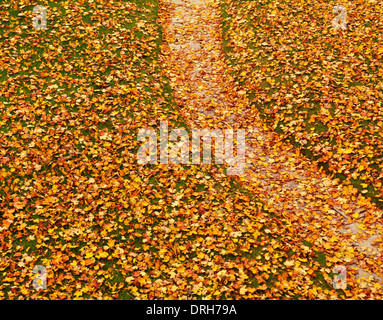 Lawn and a path covered with fallen yellow autumn maple leaves artistic background Stock Photo