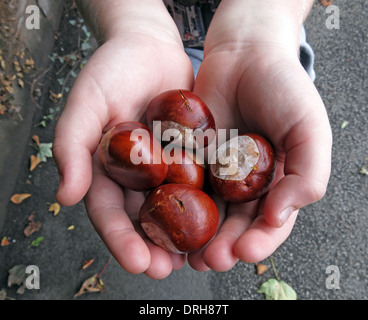 Childs hands holding conkers ( Horse Chestnuts )