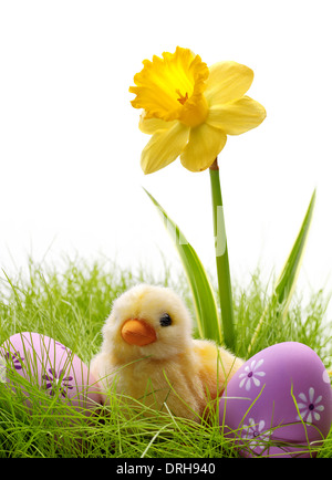 Easter little duck and eggs on meadow Stock Photo