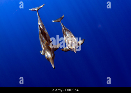 A pair of Rough Toothed Dolphins (Steno bredanensis) flies by inside of Kailua Bay on the Kona Coast of the Big Island, Hawaii. Stock Photo